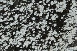 Polished Snowflake Obsidian Section - Utah #114201-1